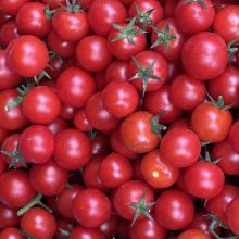 Rot Cherrytomaten 