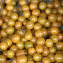 Gelb Cherrytomaten 